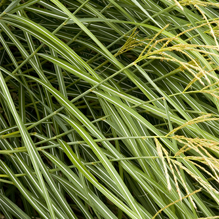 green grass foliage of dwarf maiden grass