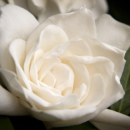white gardenia flower