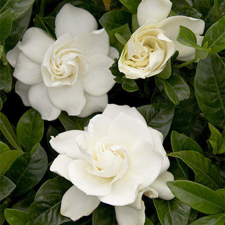 first love gardenia flowers