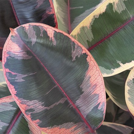 pink-tinged leaves and red center stem of belize rubber plant