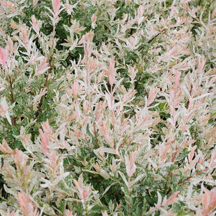 pink white and green variegated dappled willow foliage