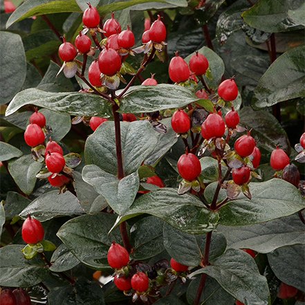 red berries on floralberry sangria st johns wort