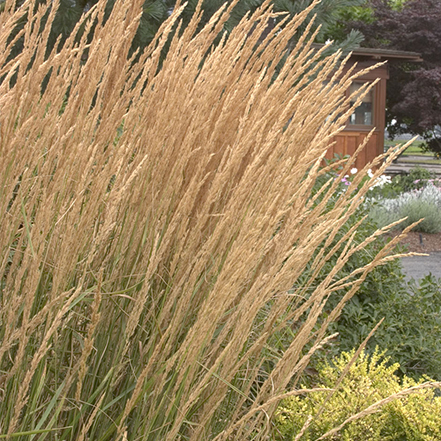 buff stalks of foerster's feather reed grass