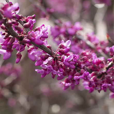 rosy-purple flowers on forest pansy redbud