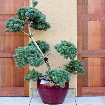 pom pom topiary in container