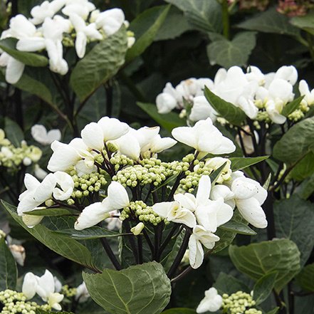 white hydrangea lacecap blooms on dark stems