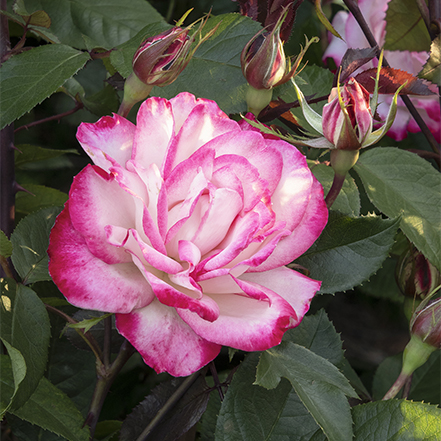 whiter and pink rose flowers