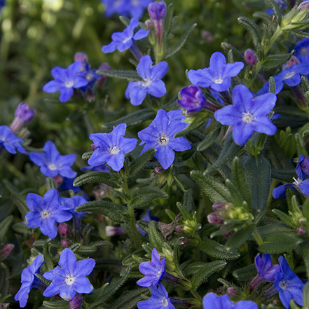 blue lithodora flowers