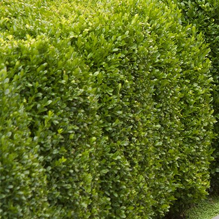 green boxwood hedge