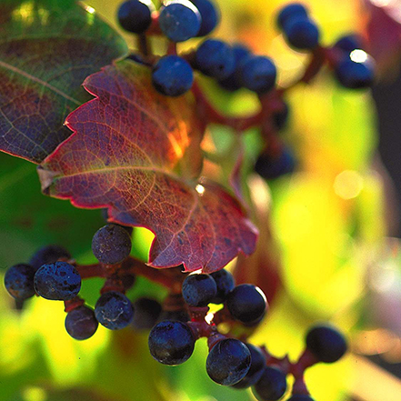 boston ivy leaf with blue berries