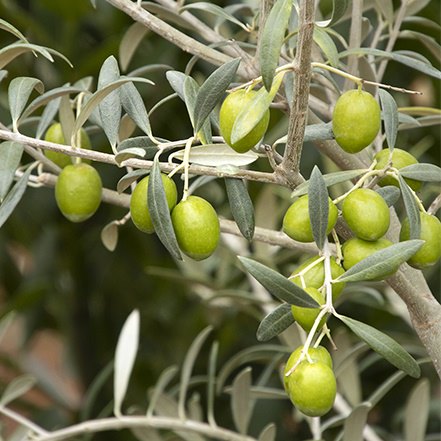 green olives on olive tree