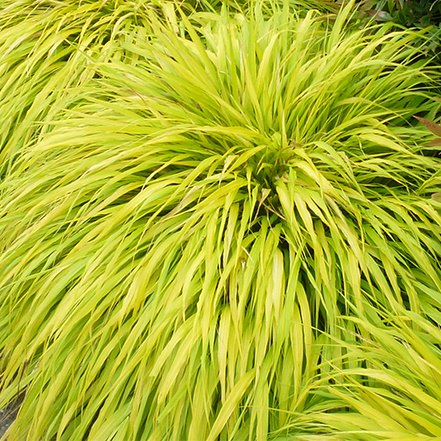 golden yellow foliage on japanese forest grass