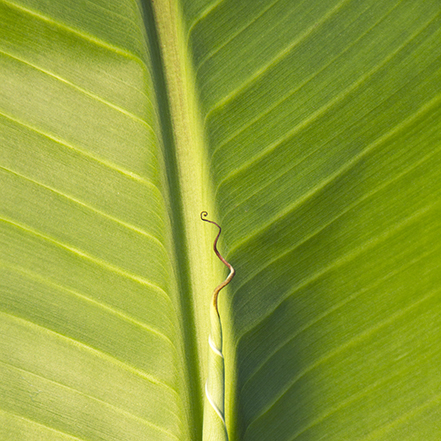 big green hardy banana leaf