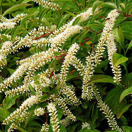 white flowers on sweetspire