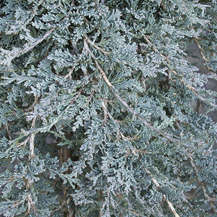 blue needles on icee blue juniper