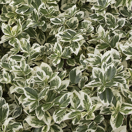 variegated ivory jade wintercreeper leaves