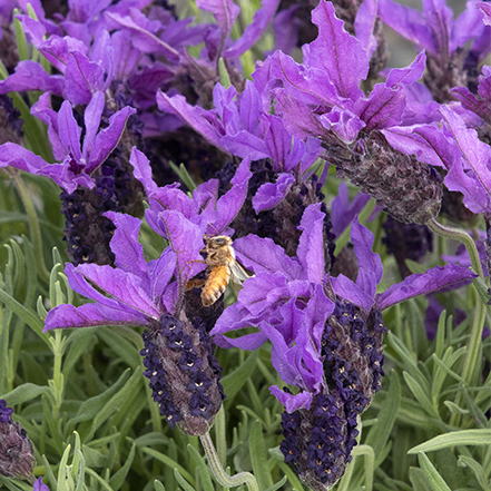 purple spanish lavender flowers with bee