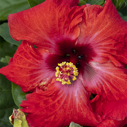 red hibiscus flower