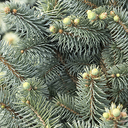 blue-green needles on small blue spruce tree