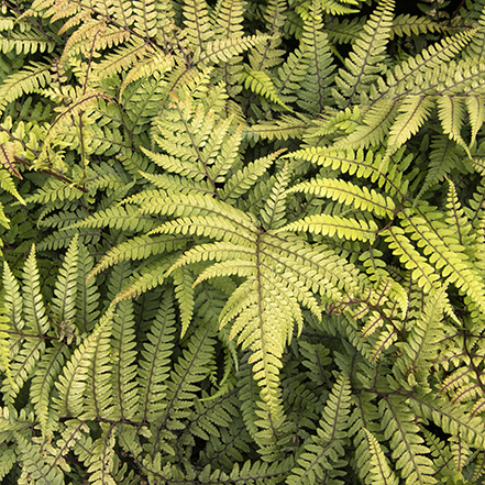 jurassic poterodactyl eared lady fern