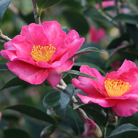 pink kanjiro camellia flowers