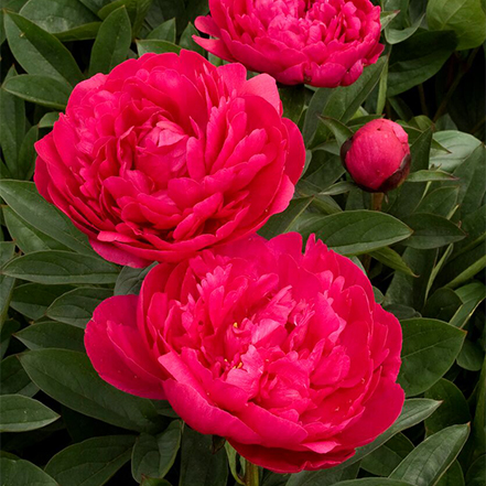 dark pink peony flowers