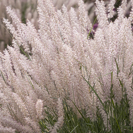 light pink karley rose fountain grass