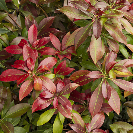 red and green leaves on katsura pieris