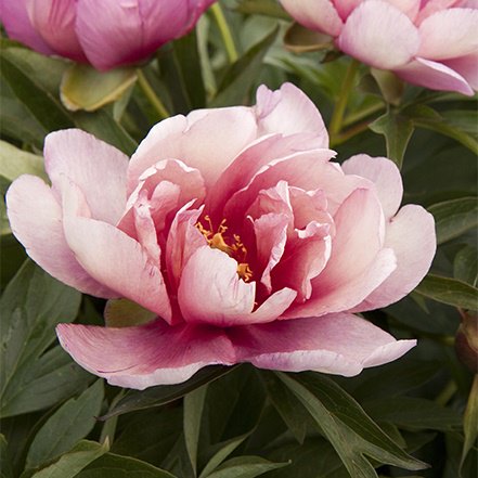 pink peony flowers