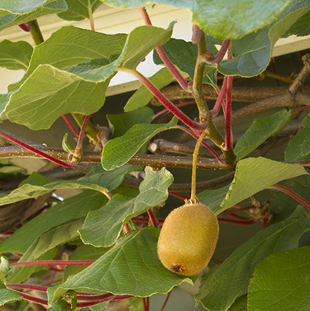 kiwi fruit