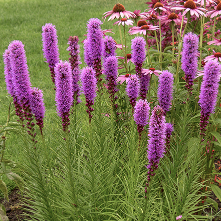 purple gayfeather flowers