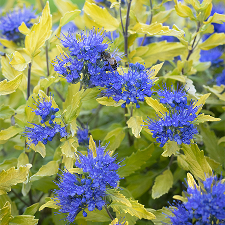 bright blue flowers and chartreuse leaves of la barbe bleue bluebeard