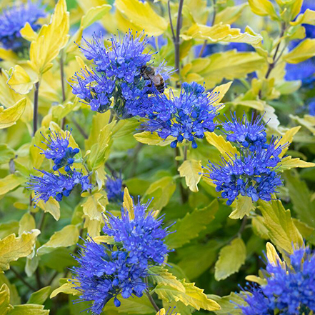 la barbe bleue bluebeard flowers