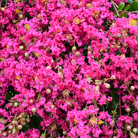 bright fuchsia pink crape myrtle blooms