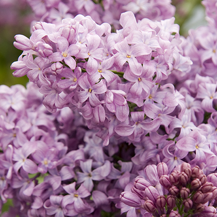 lilac flowers