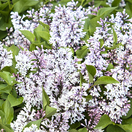 light purple lilac flowers