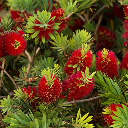 red bottlebrush flowers on little john dwarf bottlebrush