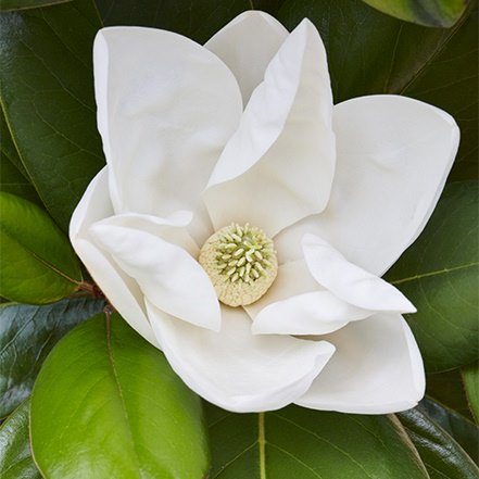 white magnolia flower