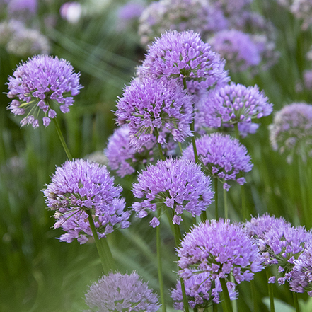 purple allium flowers