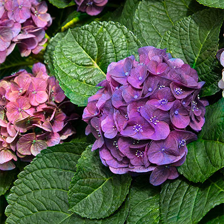 purple hydrangea flower