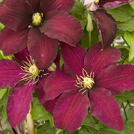 Niobe Clematis