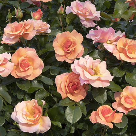 Nitty Gritty™ Peach Roses