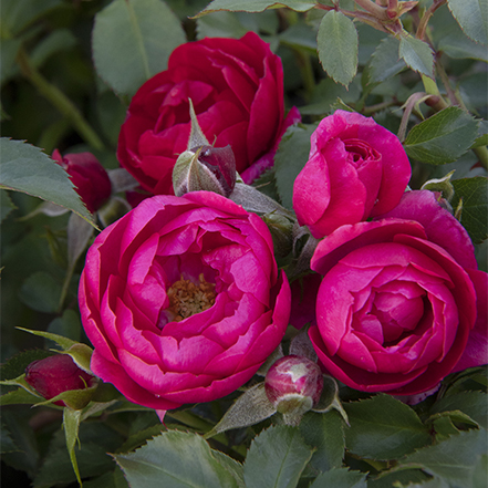 dark pink nitty gritty rose