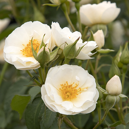 white rose flowers with yellow center and green leaves