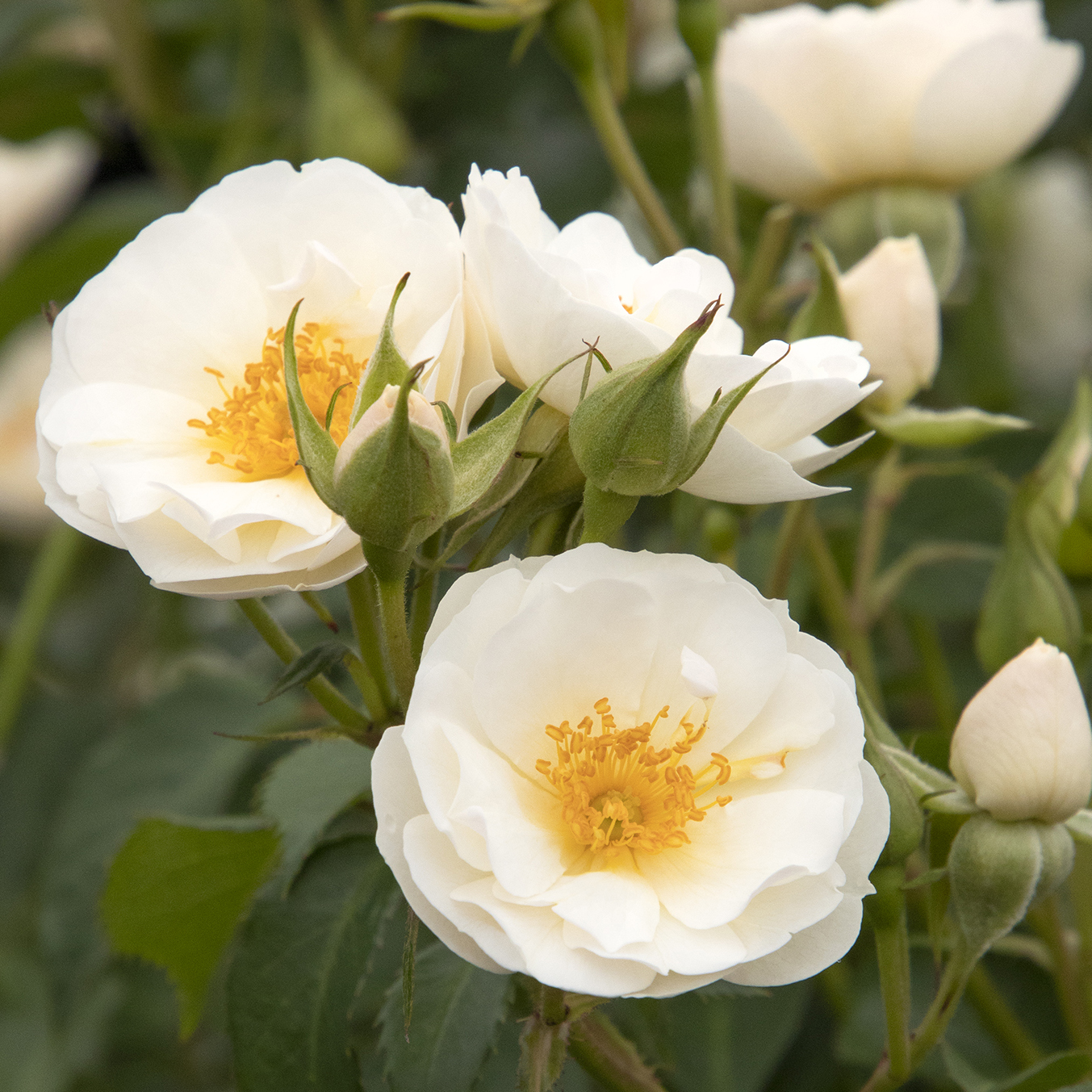 white rose flowers with bumblebee at center