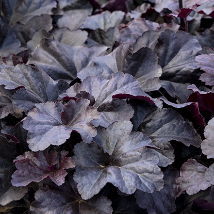 dark purple-plack Obsidian Coral Bells leaves