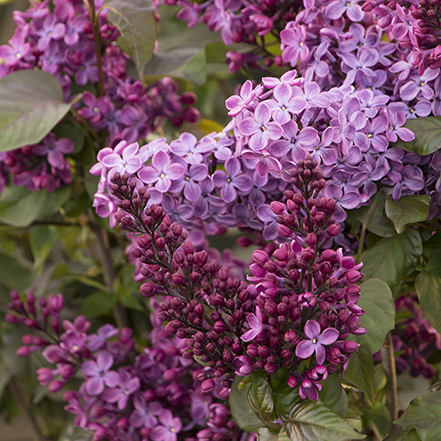 old glory lilac flower