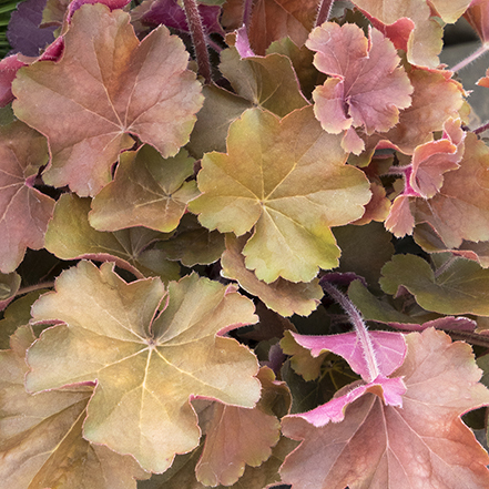 peach and orange leaves on sirens song orange delight heuchera