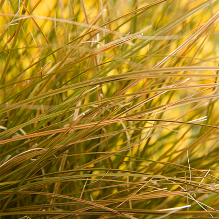 orange sedge foliage