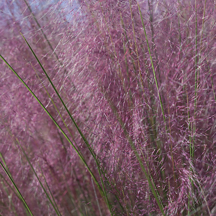 pink muhly grass